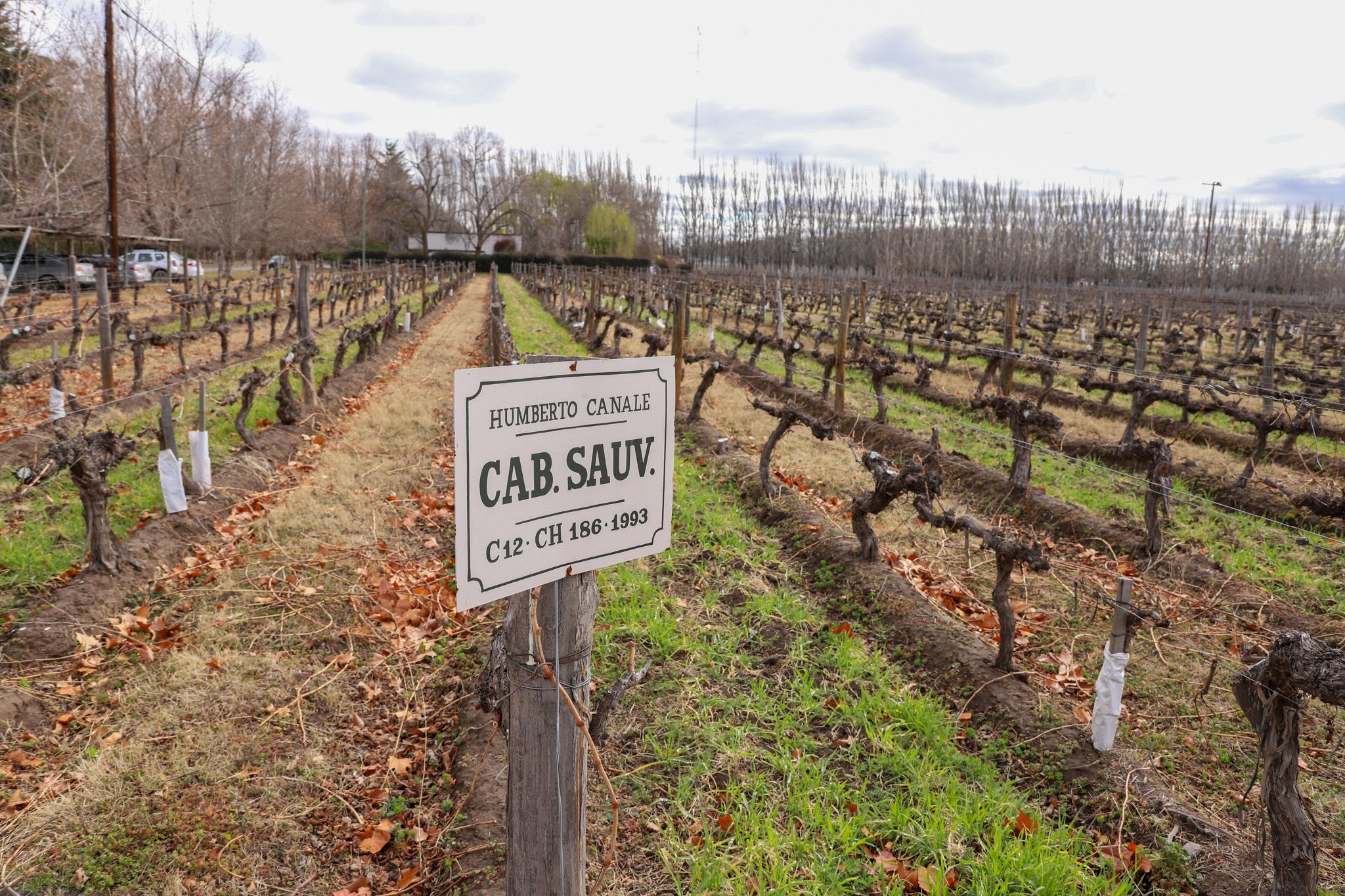 Este sábado, de 10 a 16 se desarrollará el Open Day en bodegas de Río Negro.