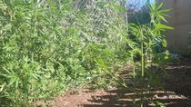 La policía rionegrina ha realizado numerosos secuestros de plantas de marihuana en las últimas semanas. En Cinco Saltos le habían robado siete ejemplares a un cultivador habilitado. 