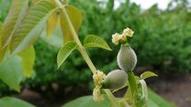 Las explotaciones con frutos secos prodrían verse afectadas con temperaturas mínimas de hasta -4°C.