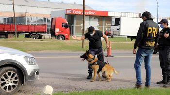 El perro Máximo fue clave para descubrir a la banda narco.
