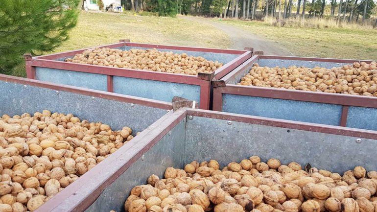 Río Negro exporta más de 18 mil kilos de nueces a Italia