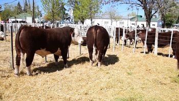 Los remates registran subas históricas y la demanda de terneros supera ampliamente a la oferta en toda la región. | LMCipolletti.com Los remates registran subas históricas y la demanda de terneros supera ampliamente a la oferta en toda la región.