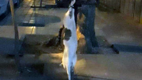 Aberrante matanza de gatos conmociona a vecinos cipoleños