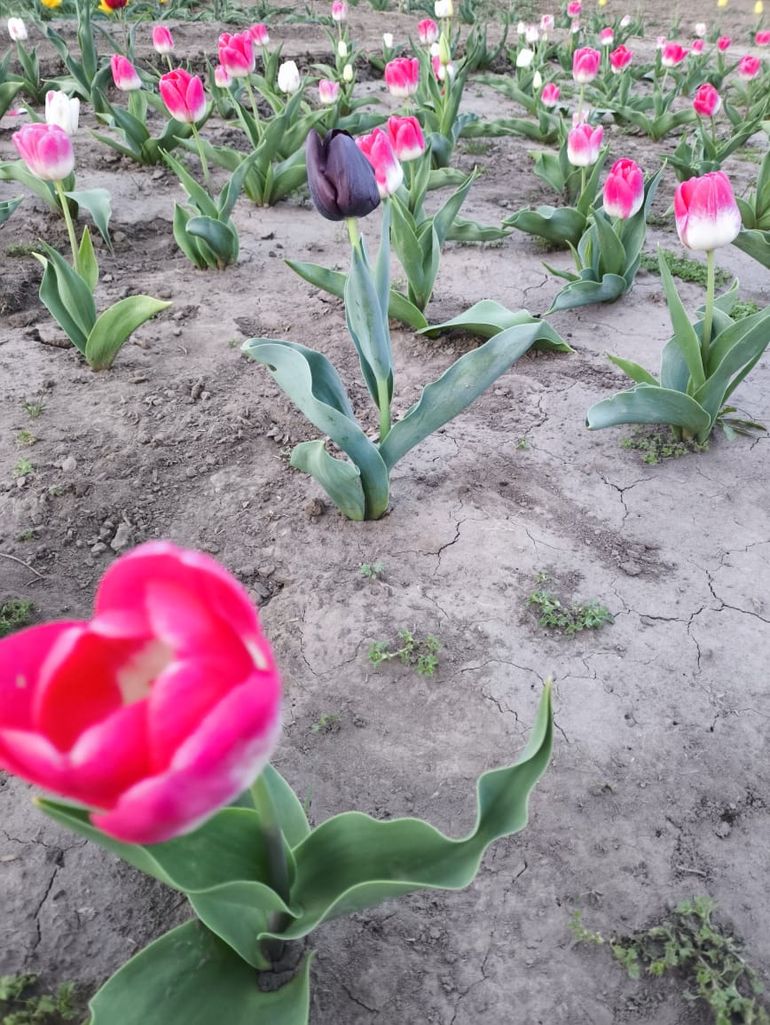 El inicio del proyecto comenzó con la prueba de plantación de bulbos en cuatro tonalidades, aunque también se agregaron bulbos El inicio del proyecto comenzó con la prueba de plantación de bulbos en cuatro tonalidades, aunque también se agregaron bulbos