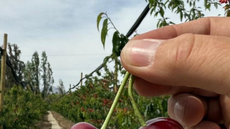 El hemisferio sur se prepara para una oferta mayor de cerezas.