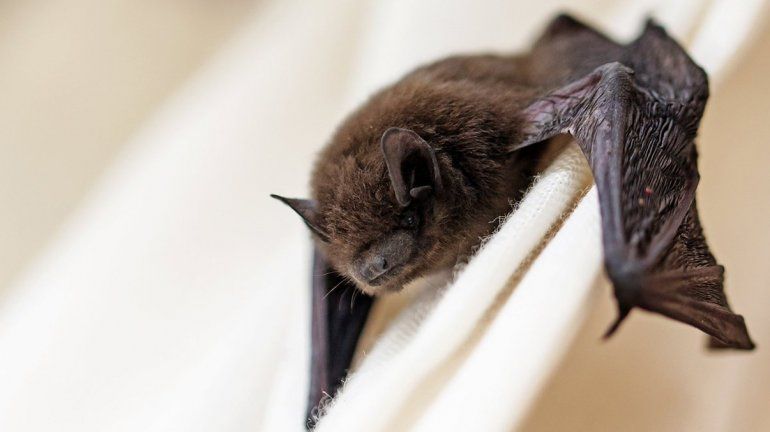 Las colonias de murciélagos volvieron al Bogotá y los vecinos están hartos