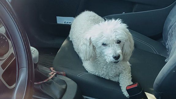 Denuncian que dejó su perrita en el auto para timbear en el casino