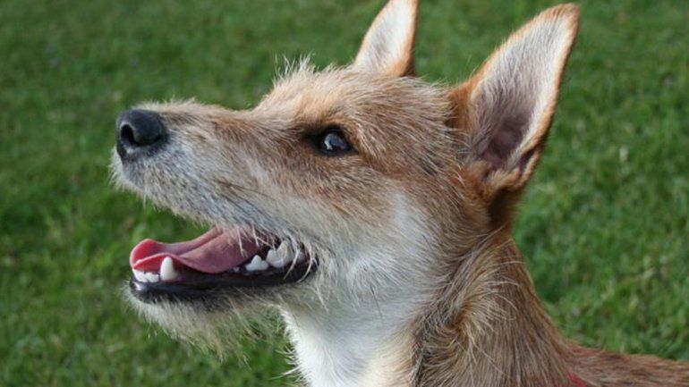 El Alto Valle será sede de una capacitación sobre derechos de los animales