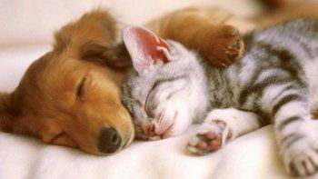 comenzaron las castraciones de lunes a viernes en las perlas