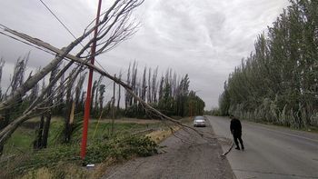 lo que el viento dejo: proteccion civil recibio mas de 180 llamados