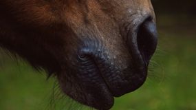 La pérdida de un caballo provocó un conflicto vecinal en Contralmirante Cordero. Pero los dos involucrados llegaron a un acuerdo. | LMCipolletti.com La pérdida de un caballo provocó un conflicto vecinal en Contralmirante Cordero. Pero los dos involucrados llegaron a un acuerdo.