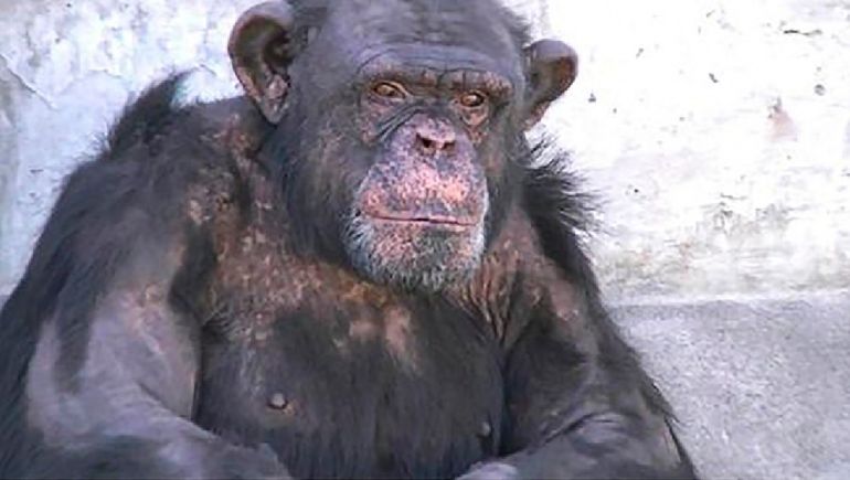 Piden trasladar al chimpancé Toti a un santuario de grandes simios en Brasil