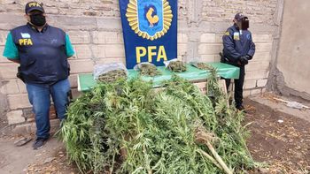 En el allanamiento se incautó una enorme cantidad de marihuana.