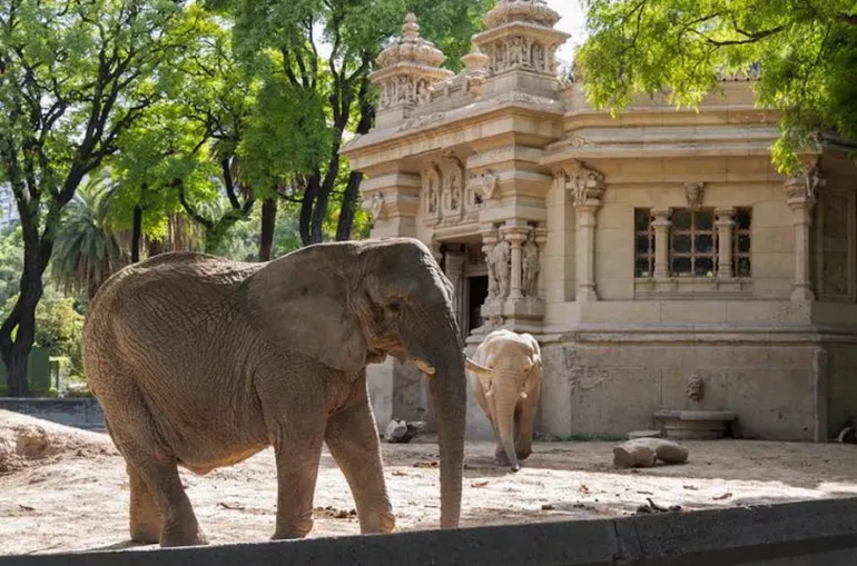 Pupy llegó al zoológico Ecoparque de Buenos Aires en 1993 desde África, allí permaneció gran parte de su vida hasta cumplir 35 años.