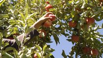 aseguran que quedan apenas 15 productores de fruta en cipolletti