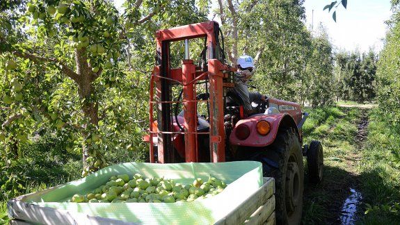 La emergencia frutícola venció y hay preocupación