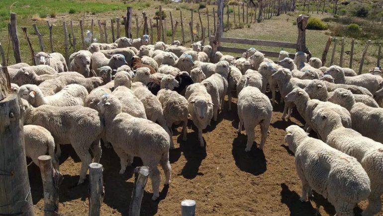 Hidatidosis: comienza la campaña de vacunación ovina en Río Negro