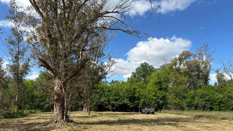 Oro subastará numerosos terrenos. Oro subastará numerosos terrenos.