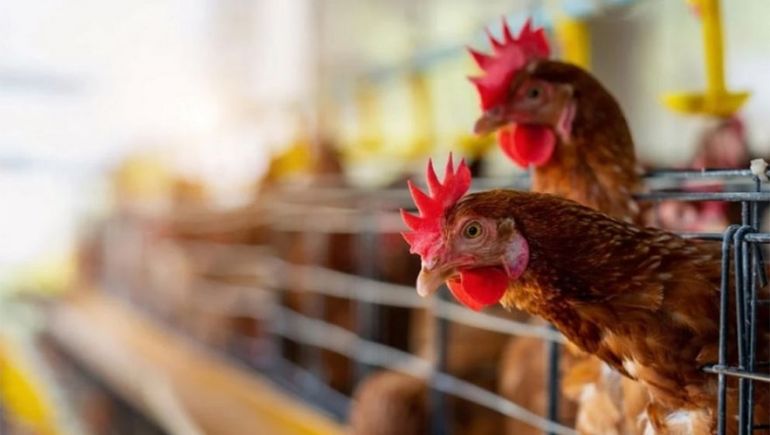Confirmaron el primer caso de gripe aviar en una avícola de Allen