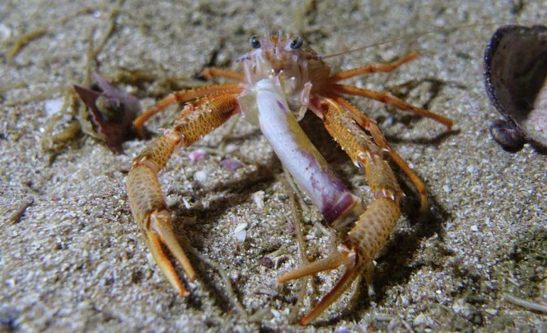 Un buzo marisquero se cruzó con dos ballenas en Las Grutas