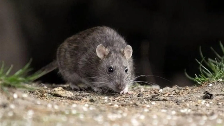 Bariloche: investigan un caso de hantavirus, que contrajo la enfermedad en la ciudad