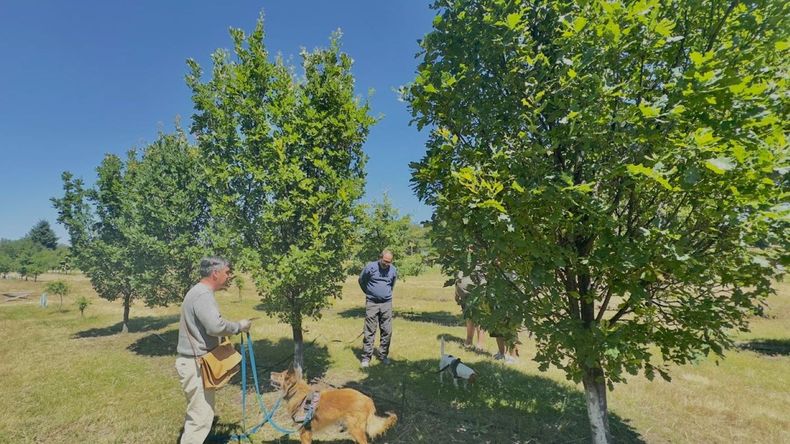 Apostaron contra todo y hoy cultivan trufas en la Patagonia | LMCipolletti.com Apostaron contra todo y hoy cultivan trufas en la Patagonia