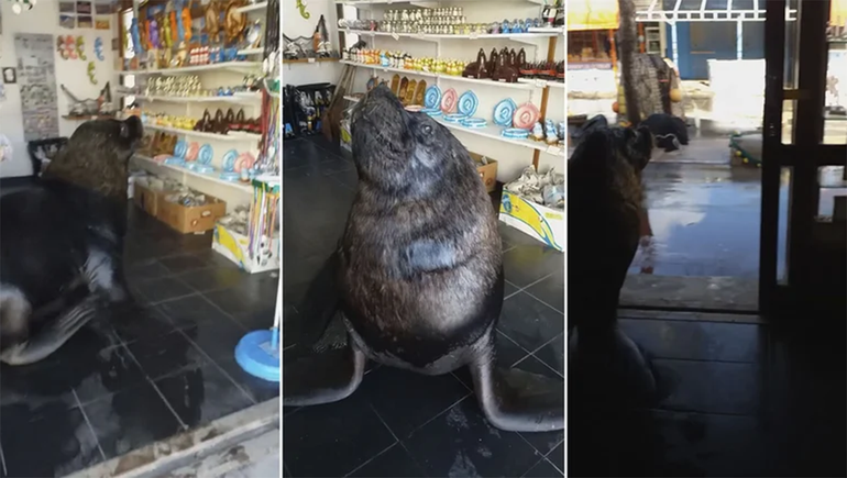 Video: el lobo marino que atiende en un comercio de Mar del Plata