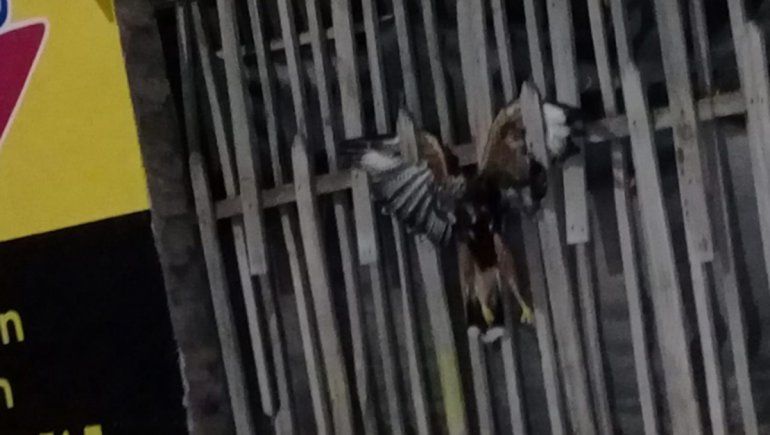 Fernández Oro: le colgaron un pájaro muerto en la reja del local