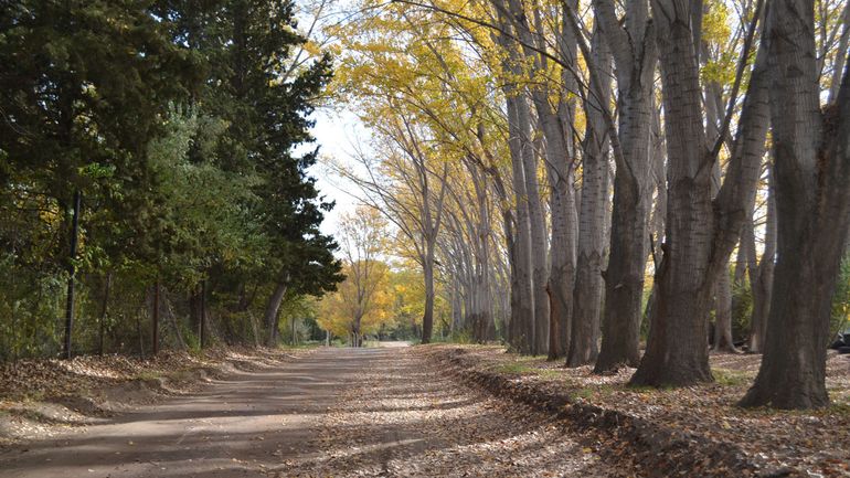 El otoño muestra todo su color en el Alto Valle: pronóstico para este domingo