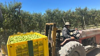 Sin precio por su fruta. Los productores a la espera de que las empresas definan cuanto le van a pagar.