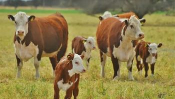 Nuevas tensiones comerciales y cambios regulatorios generan un escenario impredecible para el negocio internacional de la carne vacuna. | LMCipolletti.com Nuevas tensiones comerciales y cambios regulatorios generan un escenario impredecible para el negocio internacional de la carne vacuna.