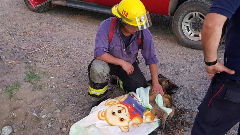 Bomberos de Centenario rescataron a un perro con hipotermia