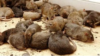 Video: denuncian que un vecino tenía un criadero de ratas