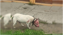 Los perros sueltos de razas con instinto territoriales generan preocupación y alerta.