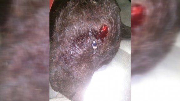 Torturaron y mataron a un perro de varios balazos en Bariloche