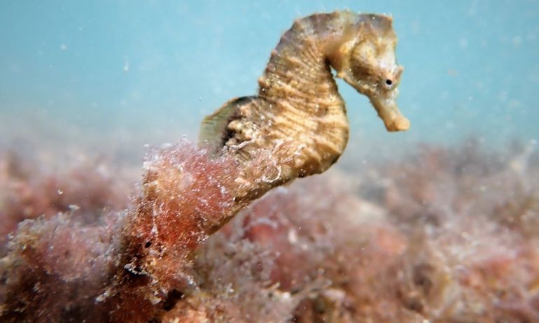 Temen que el caballito de mar esté en el menú del cangrejo invasor
