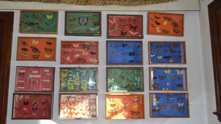 Coloridas colecciones de mariposas embellecen el ámbito del Museo y conforman uno de sus legados.