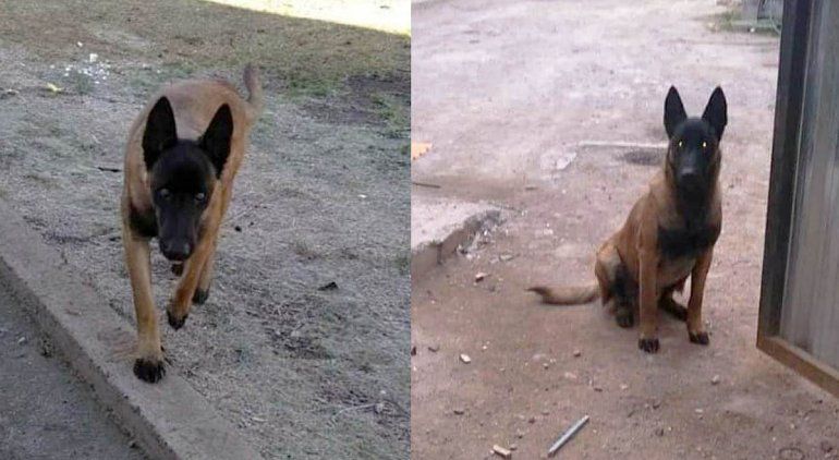 El perro es un Pastor Belga Malinois con pelaje marrón y negro.