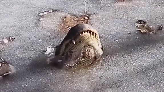 Una familia de caimanes quedó atrapada en el hielo
