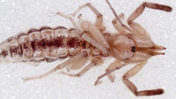 Descubren una nueva especie de araña que come carne humana