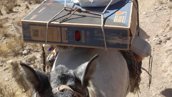 intendente mando un televisor en mula a un paraje para que los ninos vean el mundial