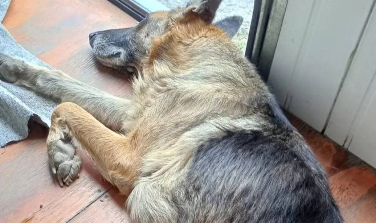 La tristeza de la perrita abandonada.