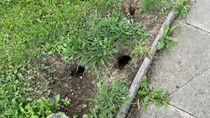 fotos impactantes: encontraron ratas del tamano de un gato y temen una plaga