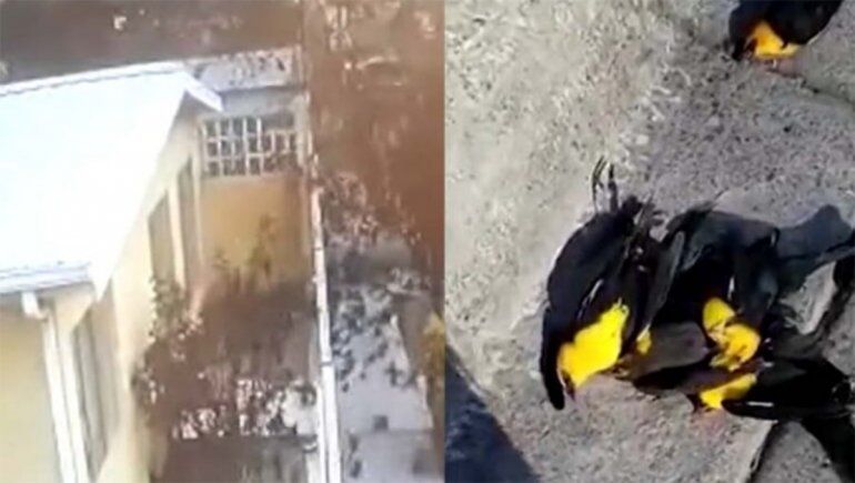 Misterio: cientos de pájaros caen muertos en las calles de México