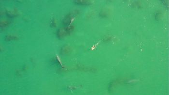 las grutas, increible: un perro sale a nadar con delfines