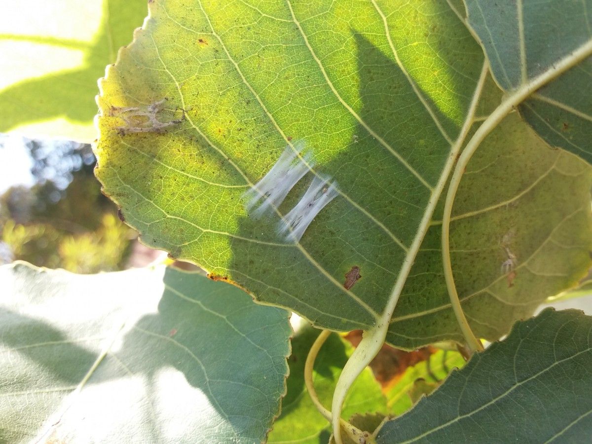 La polilla del álamo afecta especialmente el follaje. Toman medidas para proteger la producción del Alto Valle.