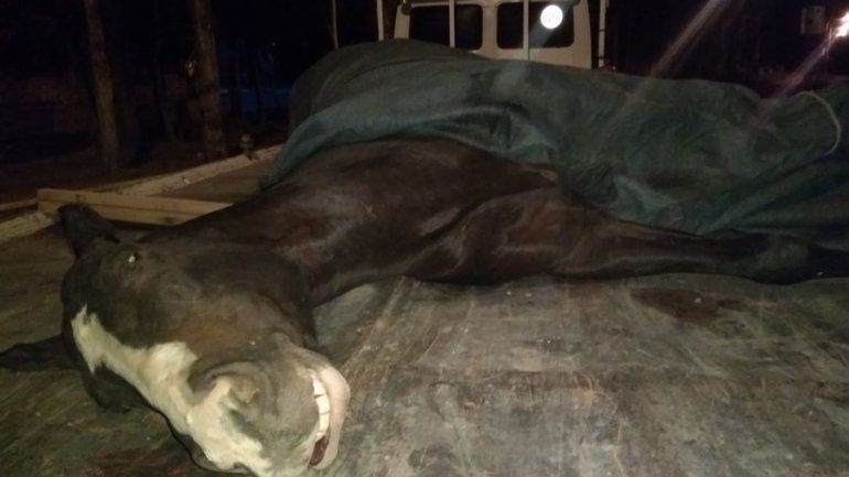 Dopó a su yegua para una carrera y la mató