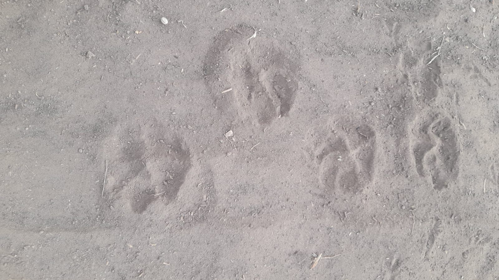 Encontraron más huellas del puma en Hiroki y ahora instalaron cámaras