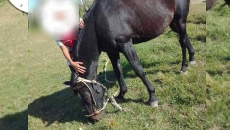 Los dueños piden ayuda para recuperar el caballo