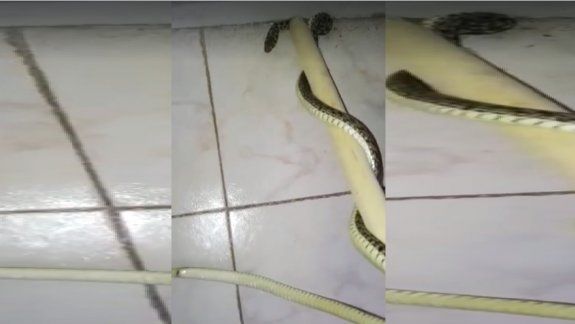 Una culebra entró a la casa de dos abuelos y generó terror en el barrio